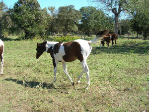 trailride013.jpg