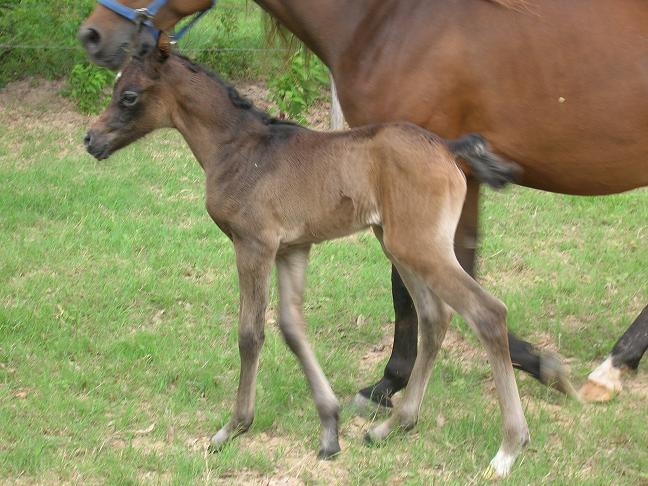 Cassysfoal020.jpg